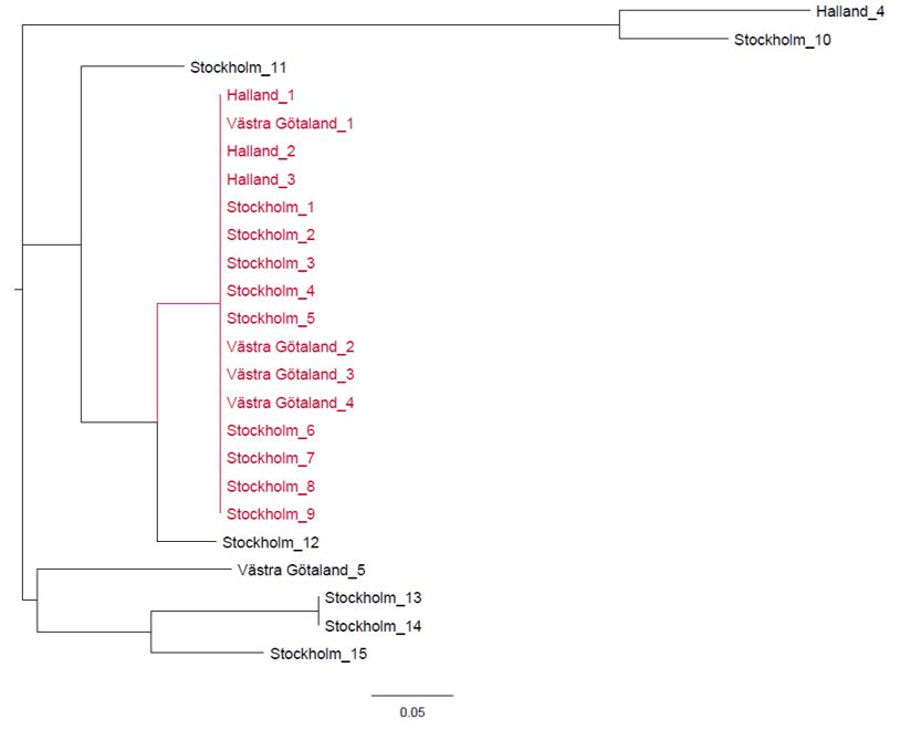 Illustrationen visar Fylogenetiskt träd som visar att 16 av 24 sekvenserade yersiniaisolat är identiska.