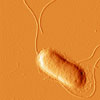 Mikroskopbild på Salmonella, delad cell.
