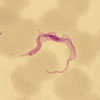 Mikroskopbild på Trypanosoma brucei trypomastigot.