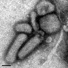 Mikroskopbild på den nya influensan A(H1N1) även kallad svininfluensa.