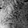 Mikroskopbild på paramyxovirus (påssjuka).