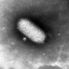 Mikroskopbild på parapoxvirus (koppor från mjölkerska).